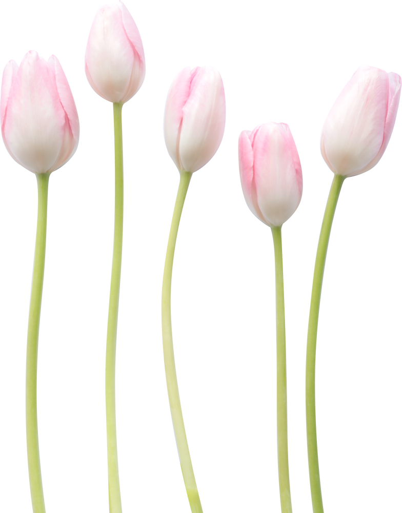Five Tulips with Stems